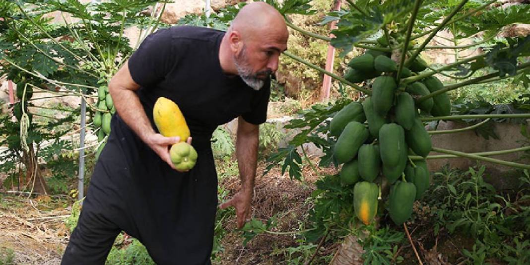 Alanya’dan dünyaya uzanan üretim! Haftada 3 ton ihracat ediliyor: Bir ağaçtan yılda 60 kg hasat ediliyor 1